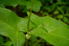 Typhonium roxburghii